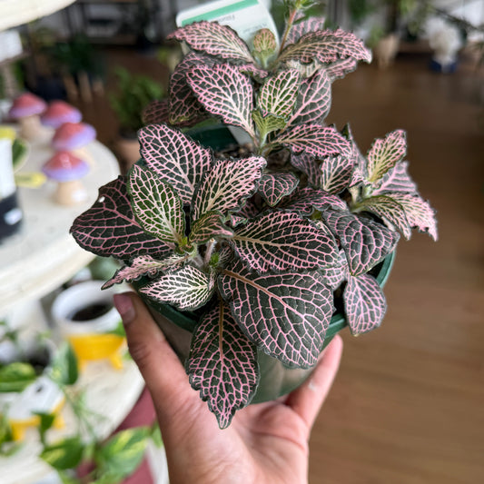 Fittonia ‘Pink’ (Nerve Plant)