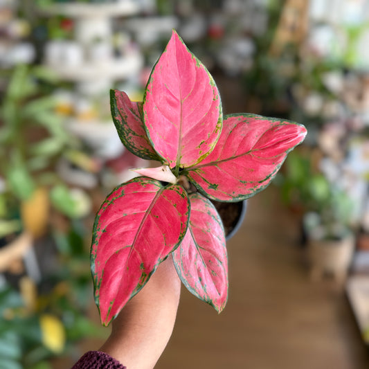 Aglaonema ‘Pink Dark’