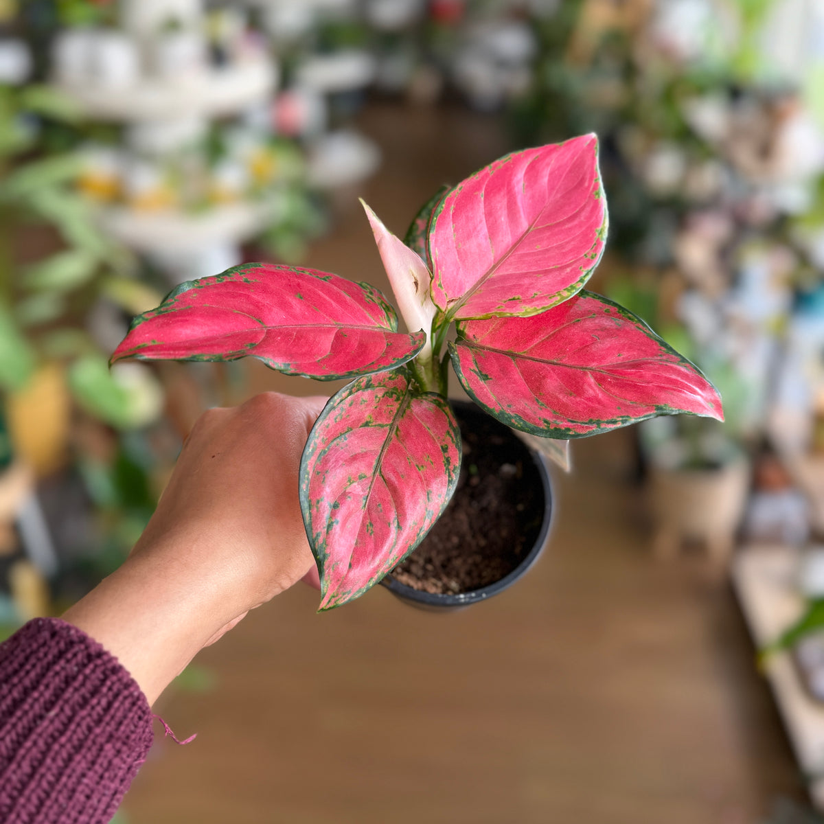 Aglaonema ‘Pink Dark’