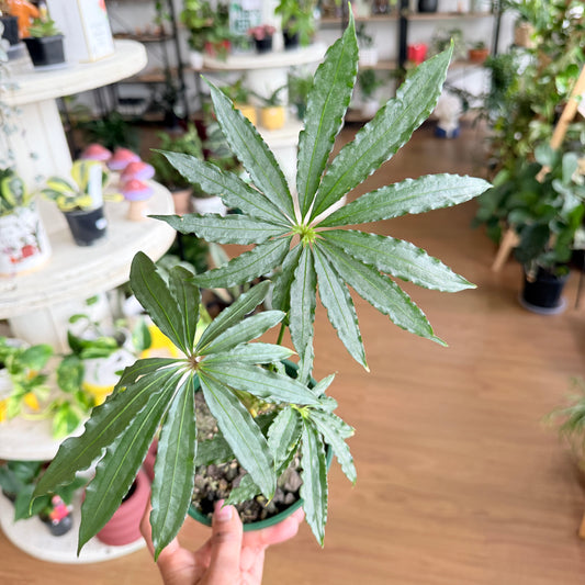 Anthurium Polystichum