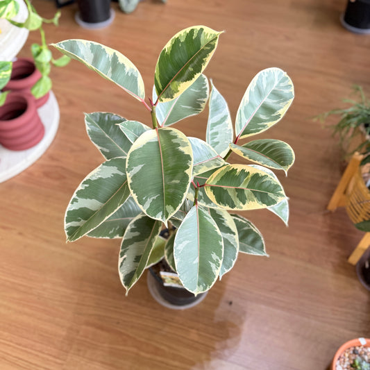 Ficus ‘Tineke’ Variegated Rubber Plant