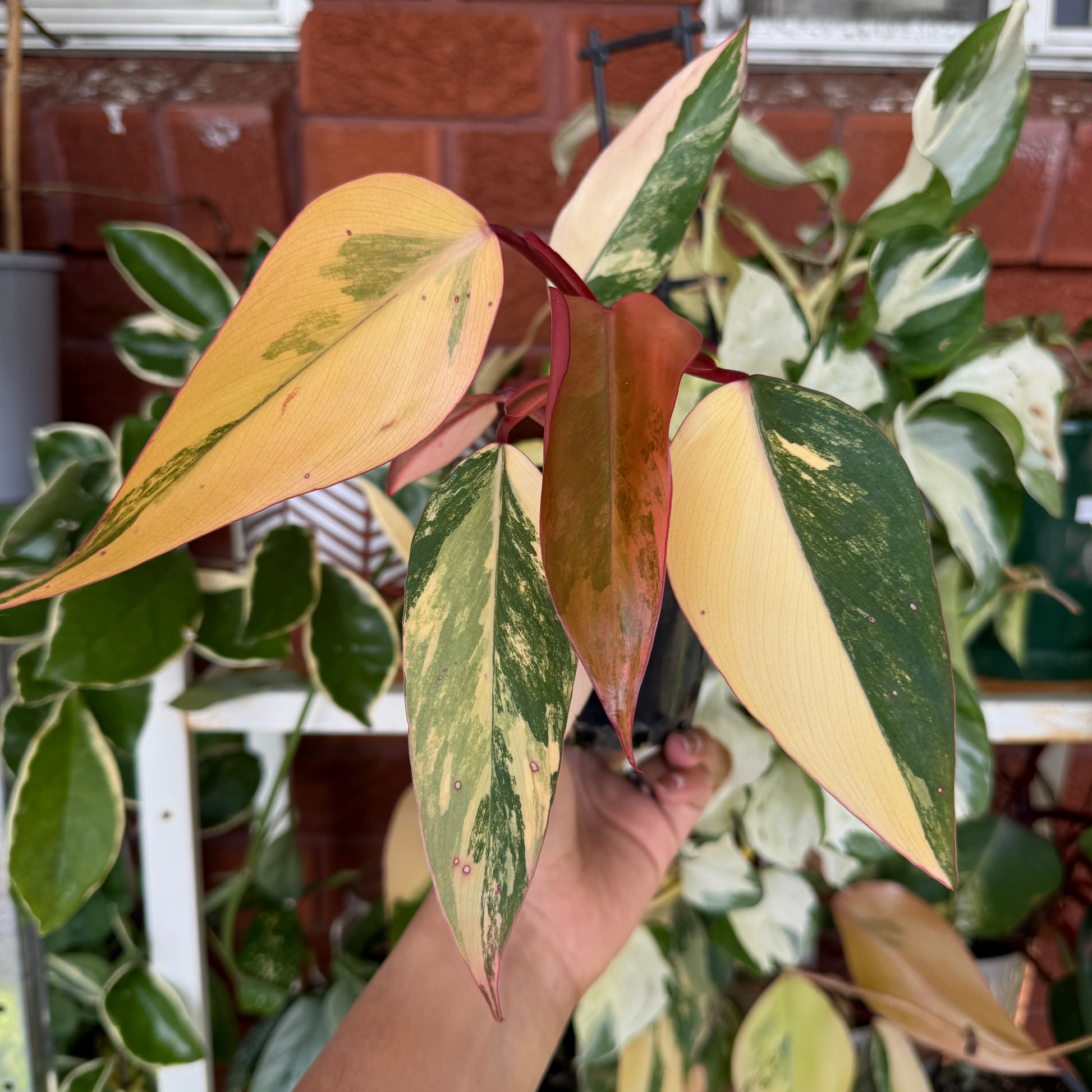philodendron for sale sydney Philodendron Strawberry Shake
