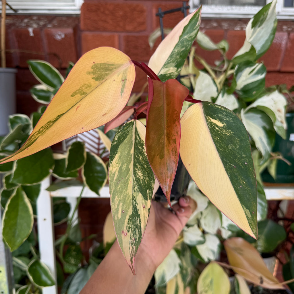 Rare Philodendron Strawberry Shake variegation close up
