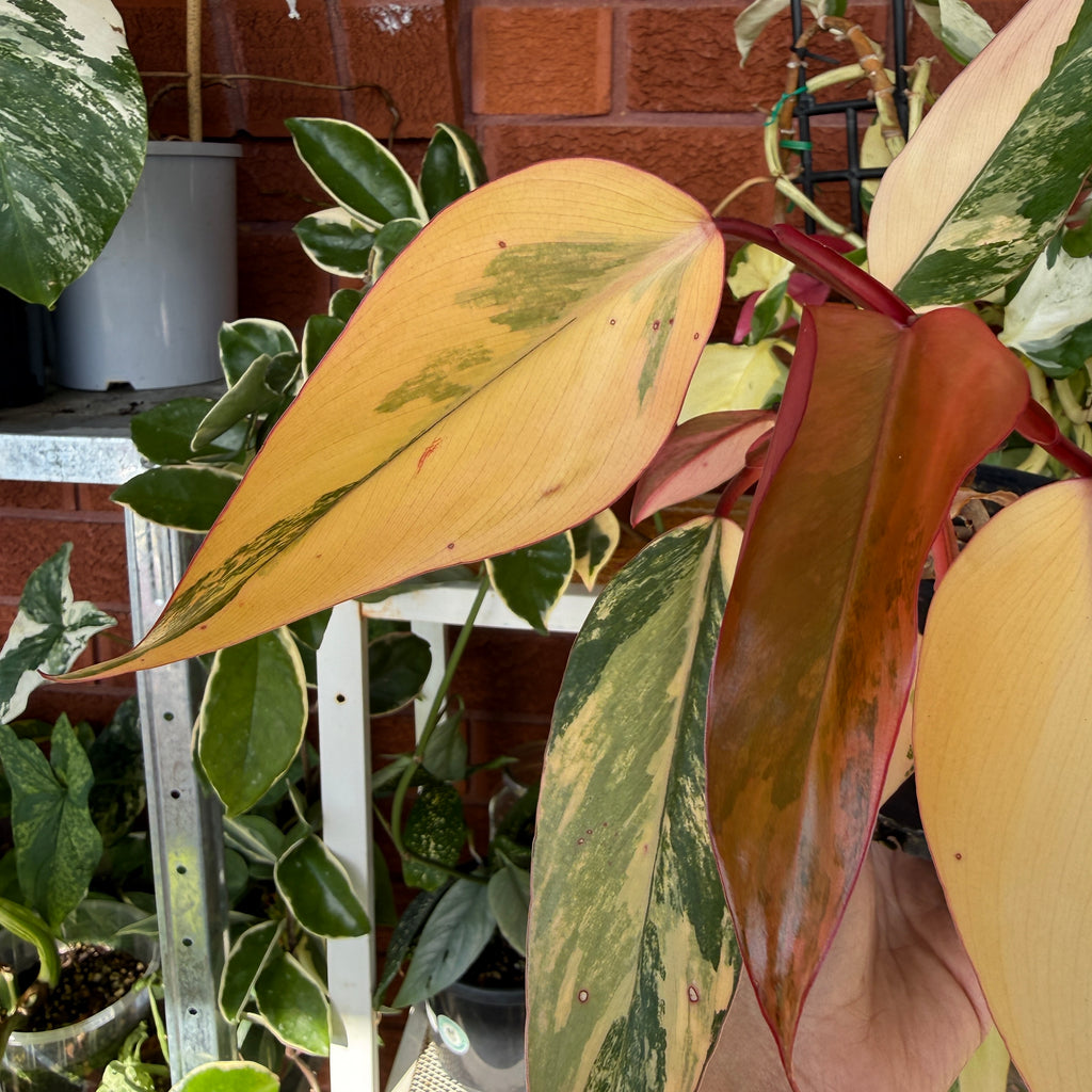 Philodendron ‘Strawberry Shake’