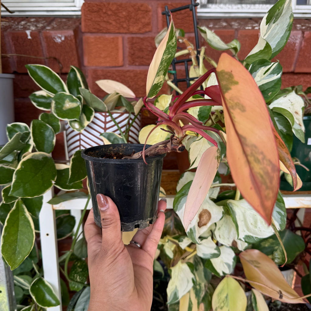 Pink variegated philodendron indoor plant for sale Sydney