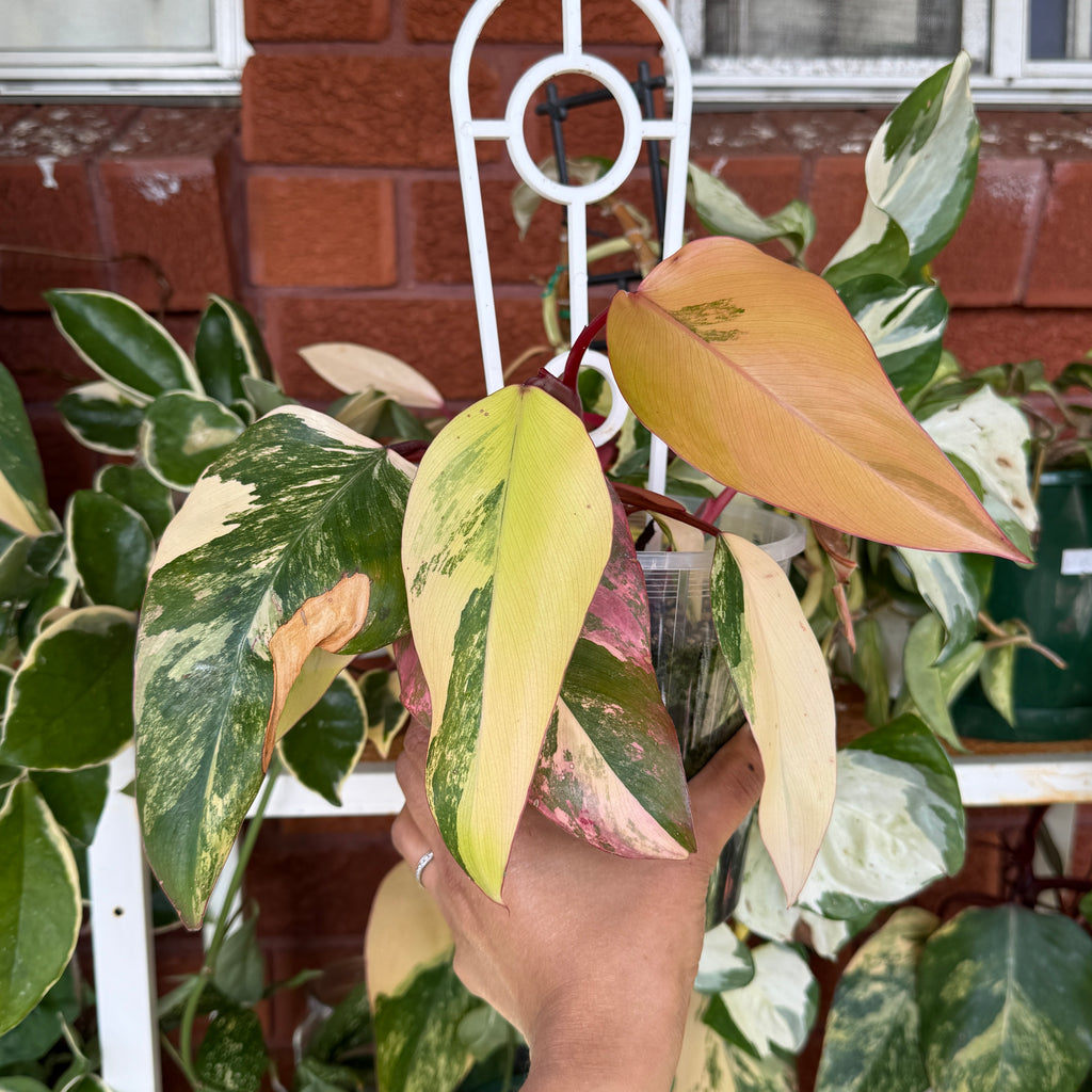 Philodendron Strawberry Shake variegated pink green indoor plant Sydney