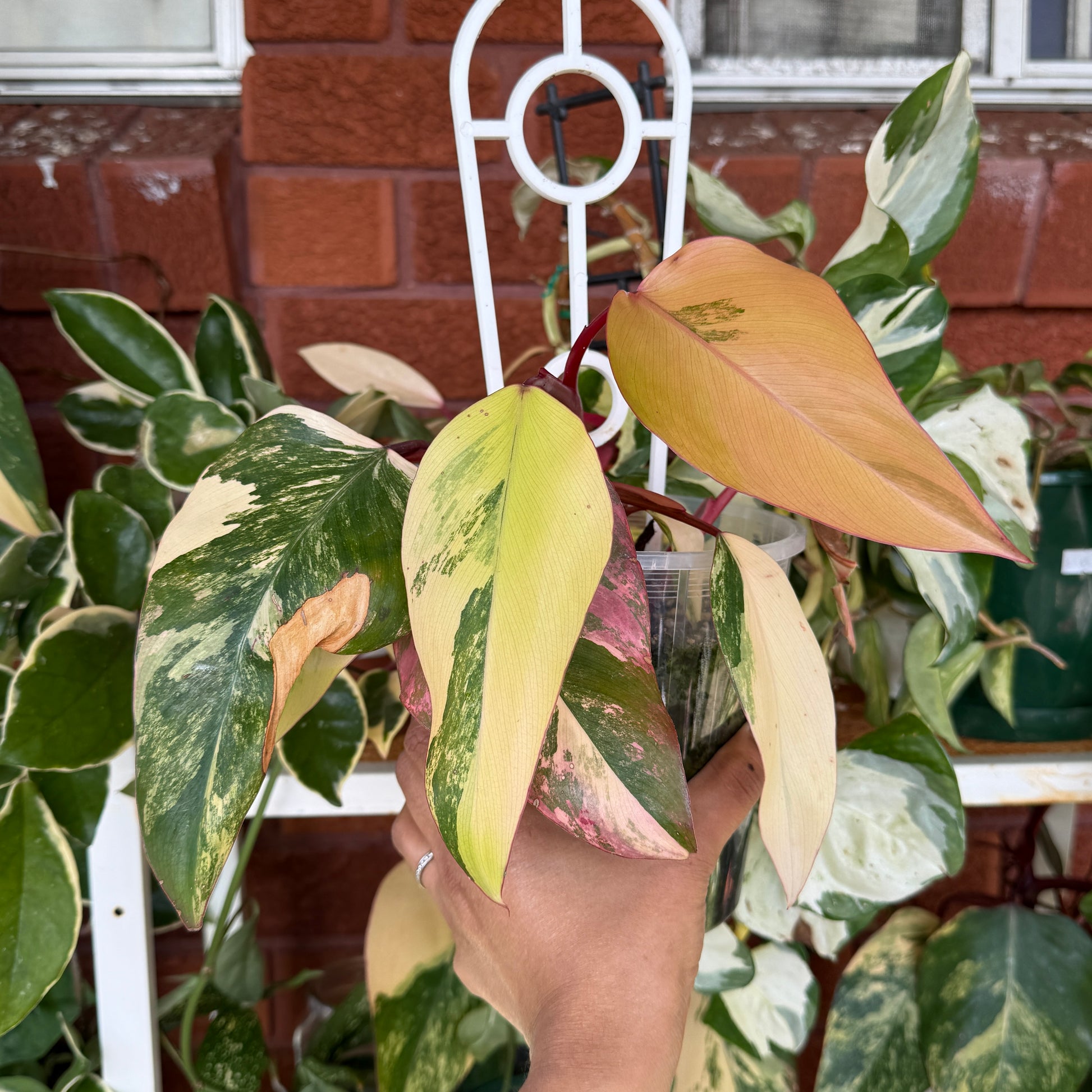 Philodendron Strawberry Shake variegated pink green indoor plant Sydney