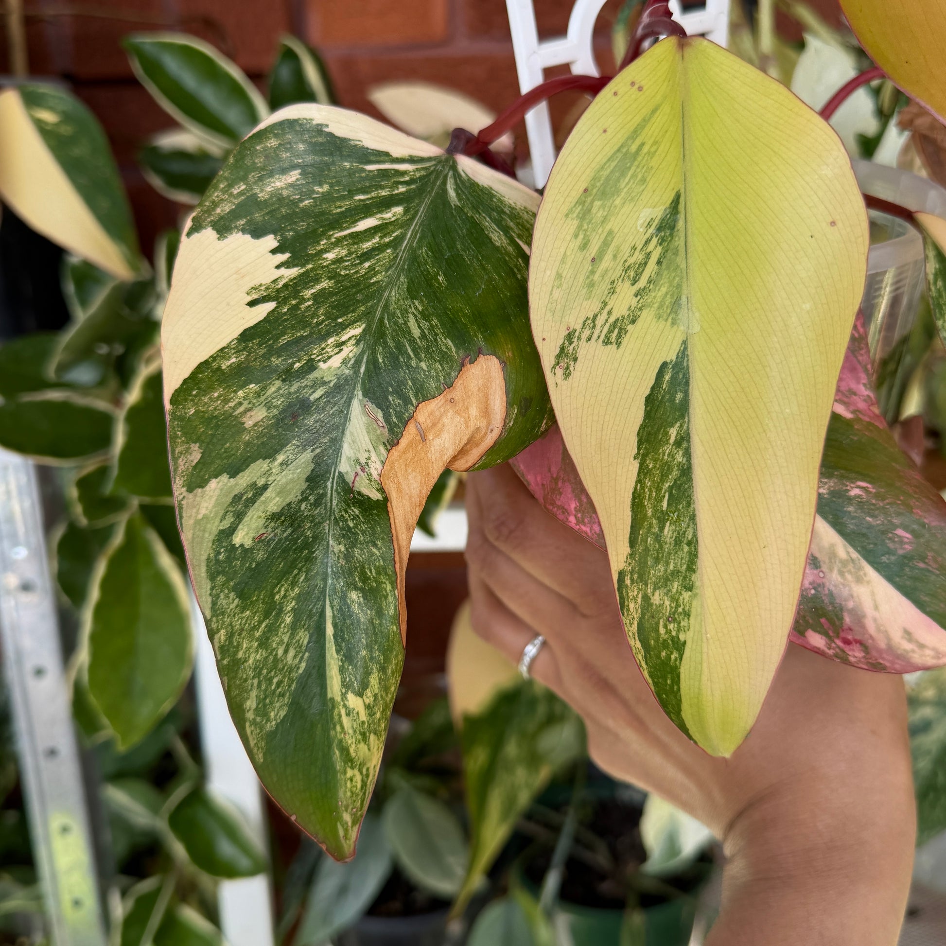 Philodendron ‘Strawberry Shake’ 2