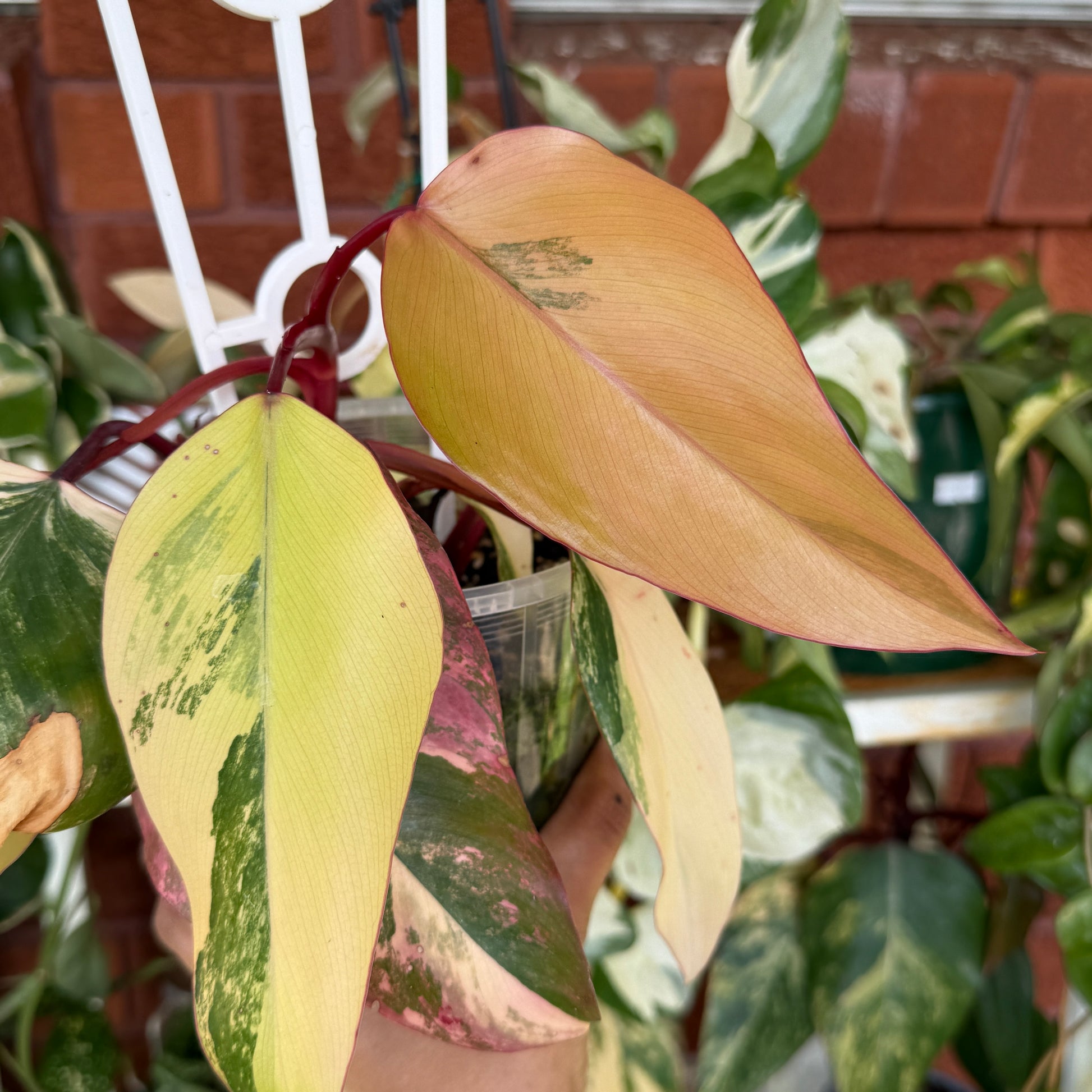 Philodendron ‘Strawberry Shake’ 2