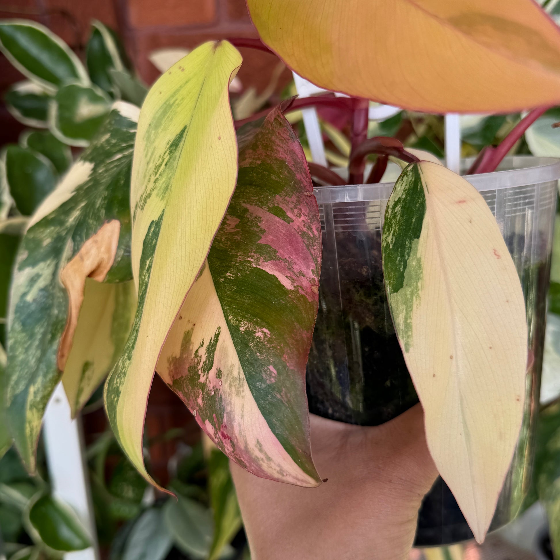 Philodendron ‘Strawberry Shake’ 2