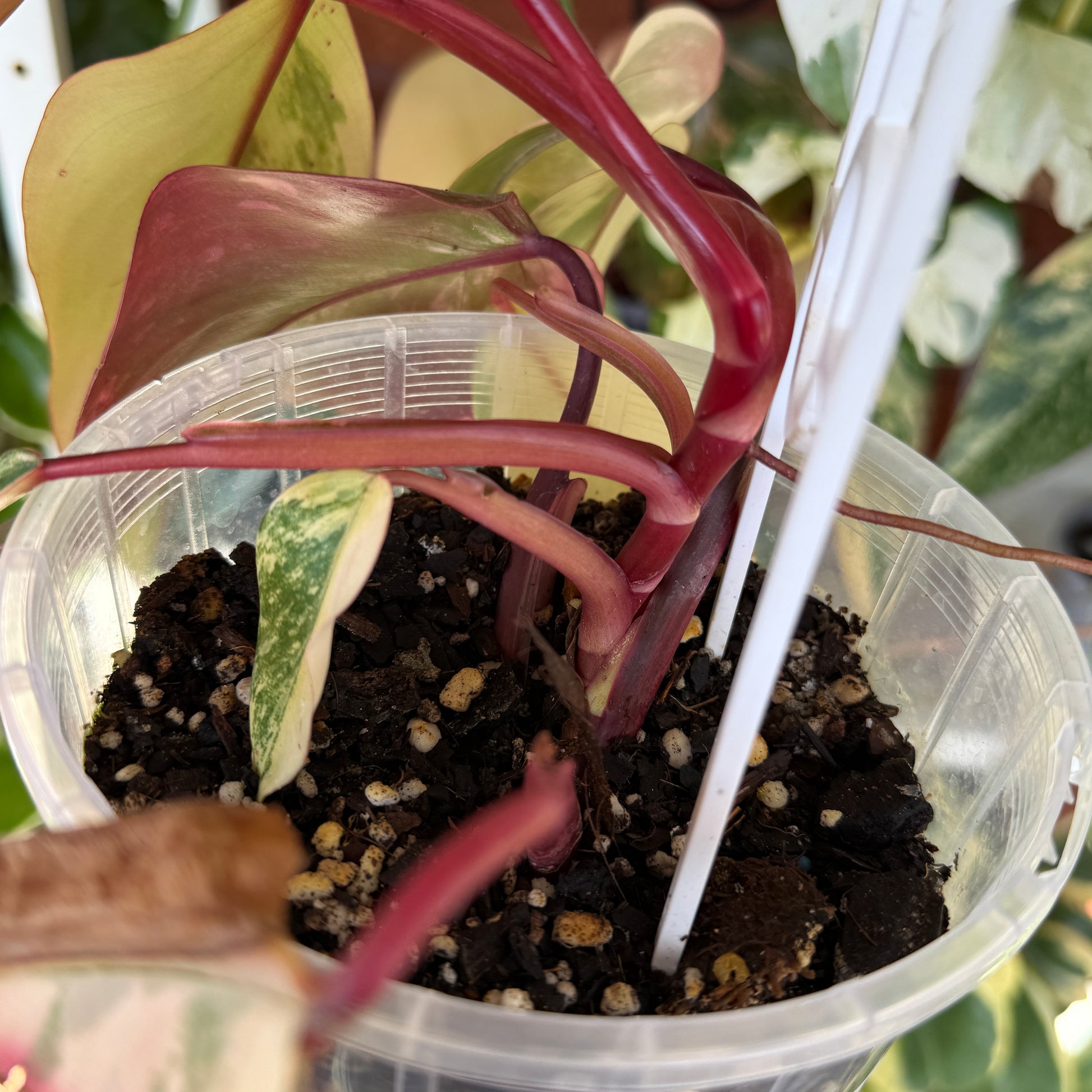 Philodendron ‘Strawberry Shake’ 2