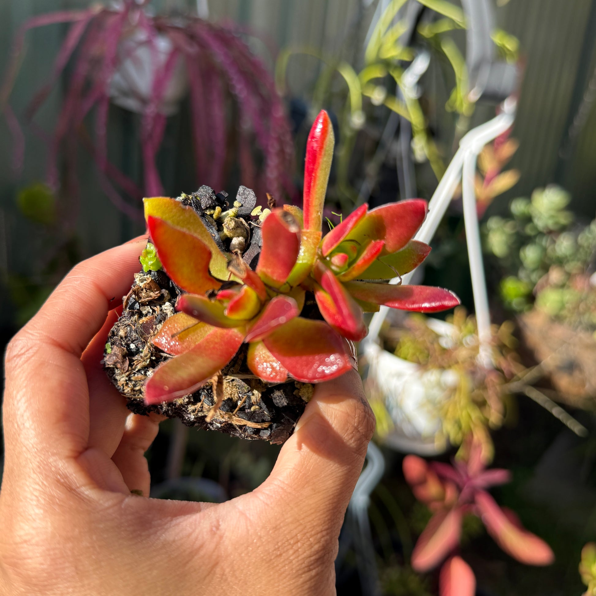 Crassula Campfire red orange succulent plant in pot Sydney