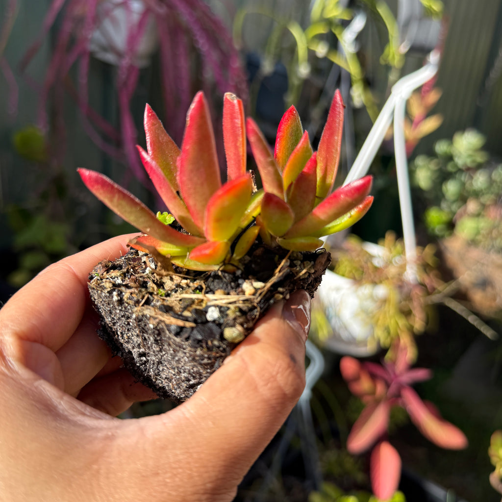 Hand holding a small succulent plant with a blurred garden background
