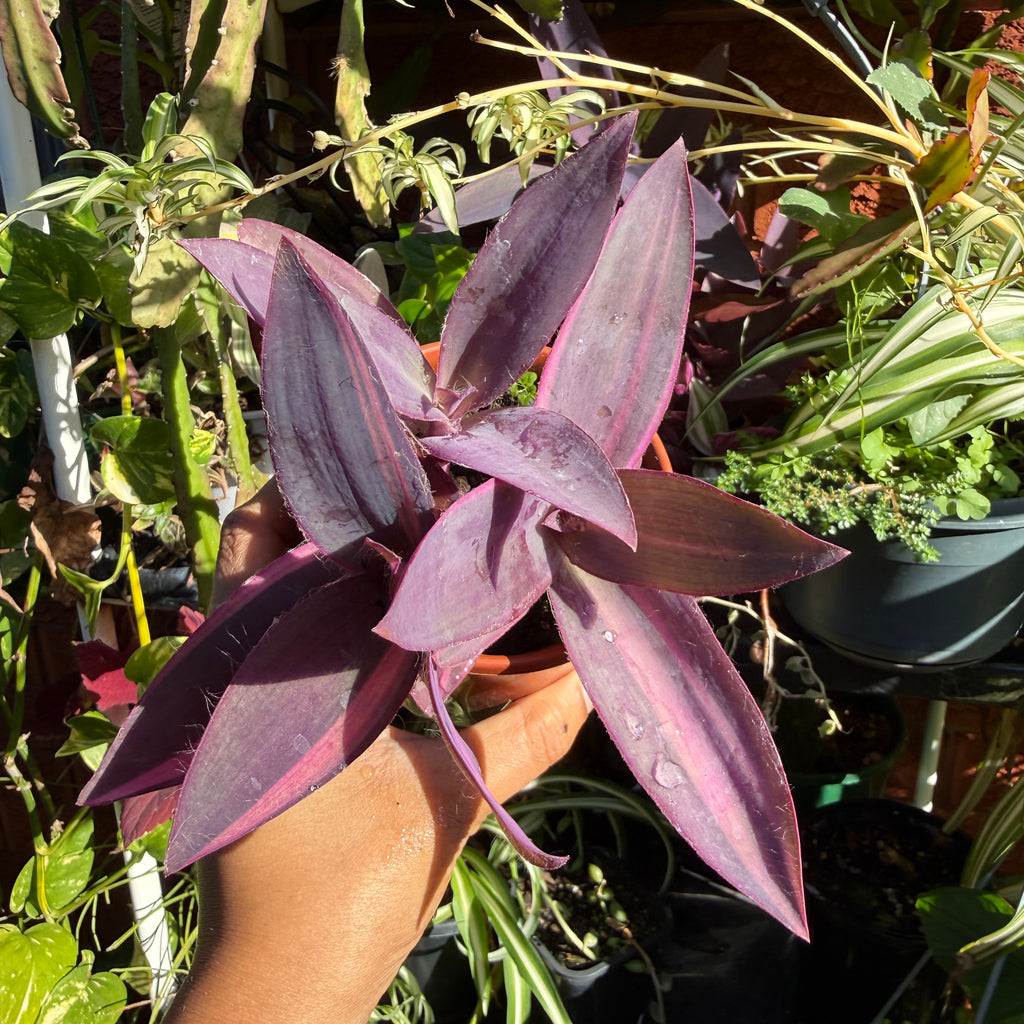 Tradescantia pallida ‘Purpurea’