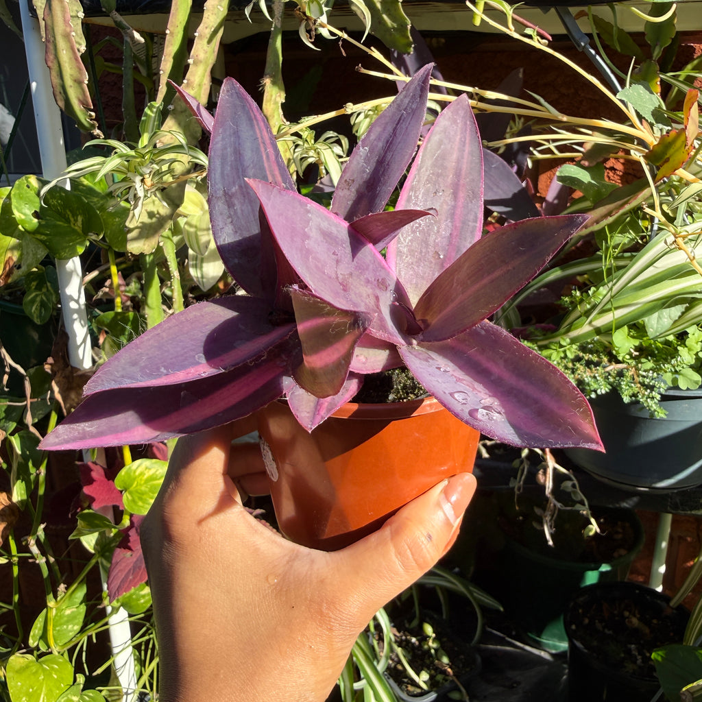 Tradescantia Pallida Purpurea | Purple Plant Sydney