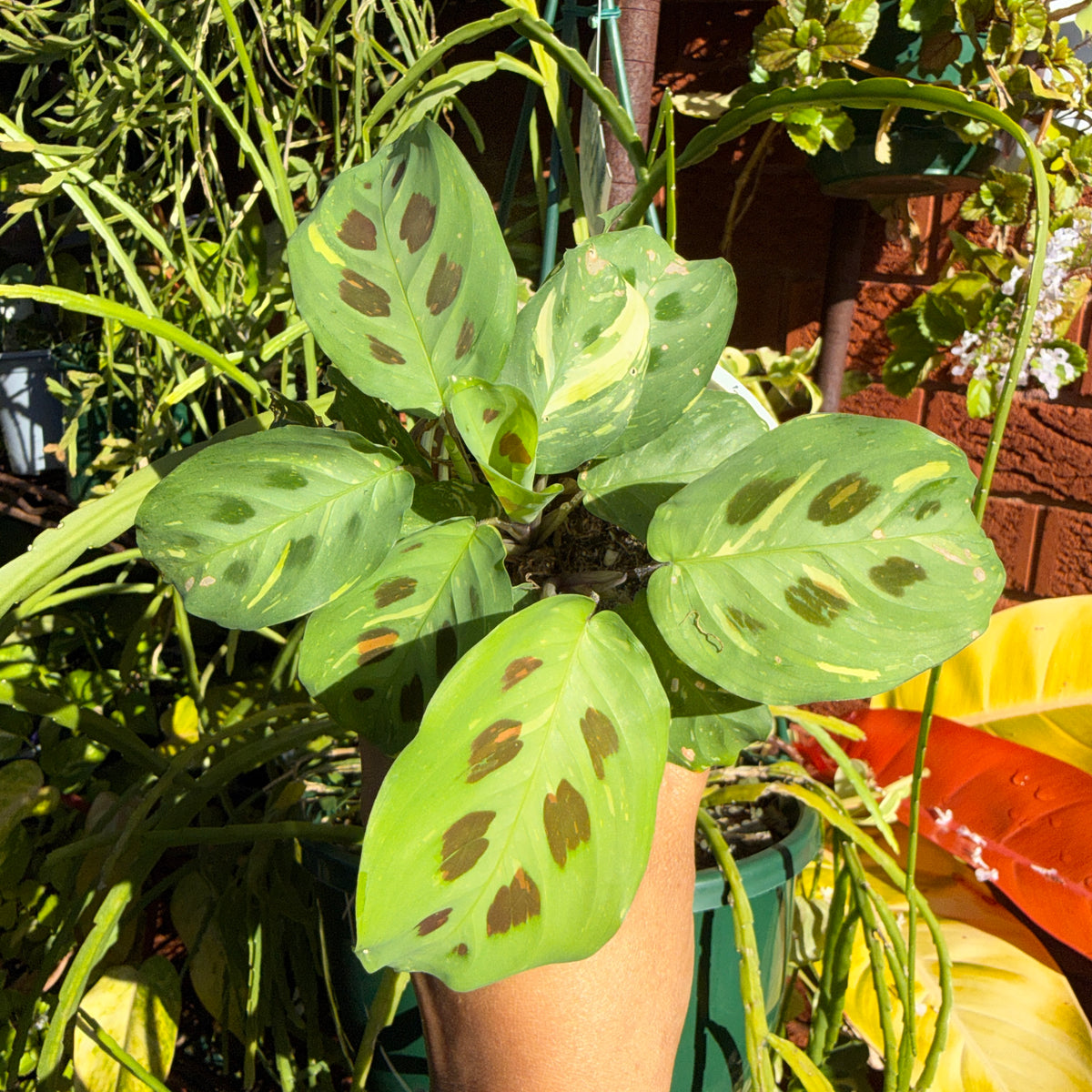 Variegated Maranta leuconeura leaf pattern close up