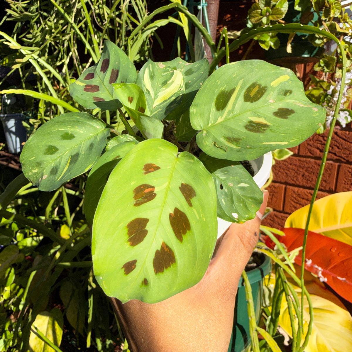 Variegated Maranta prayer plant indoor foliage Sydney