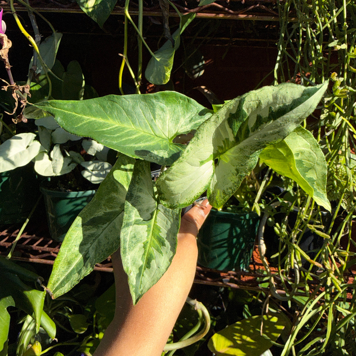 Syngonium Three Kings variegated indoor plant Sydney