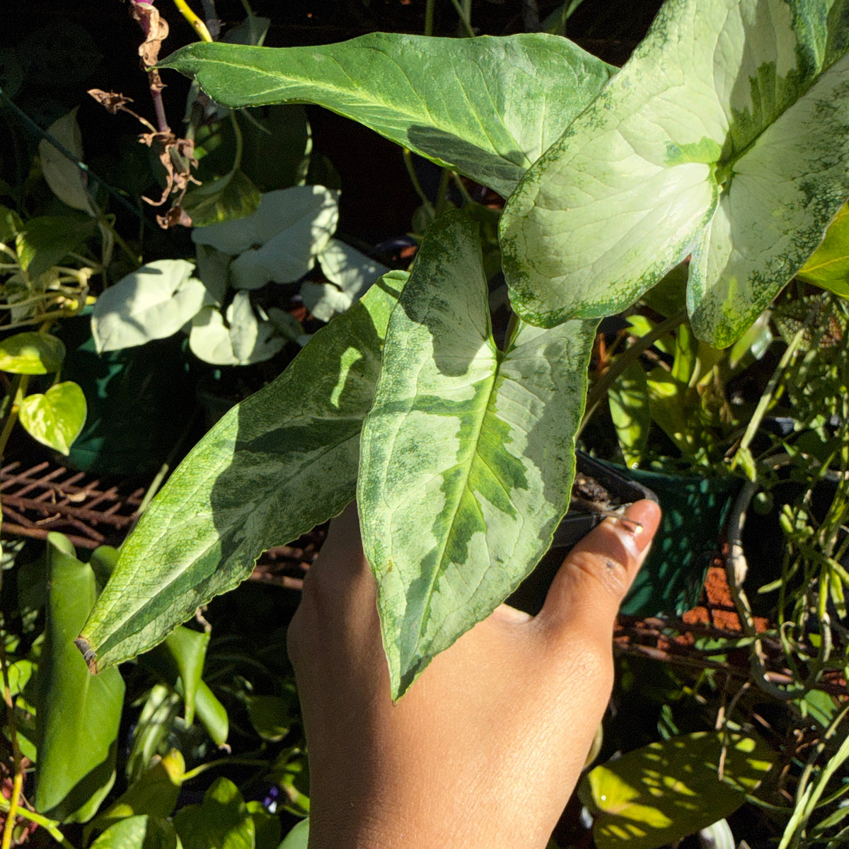 Syngonium ‘Three Kings’