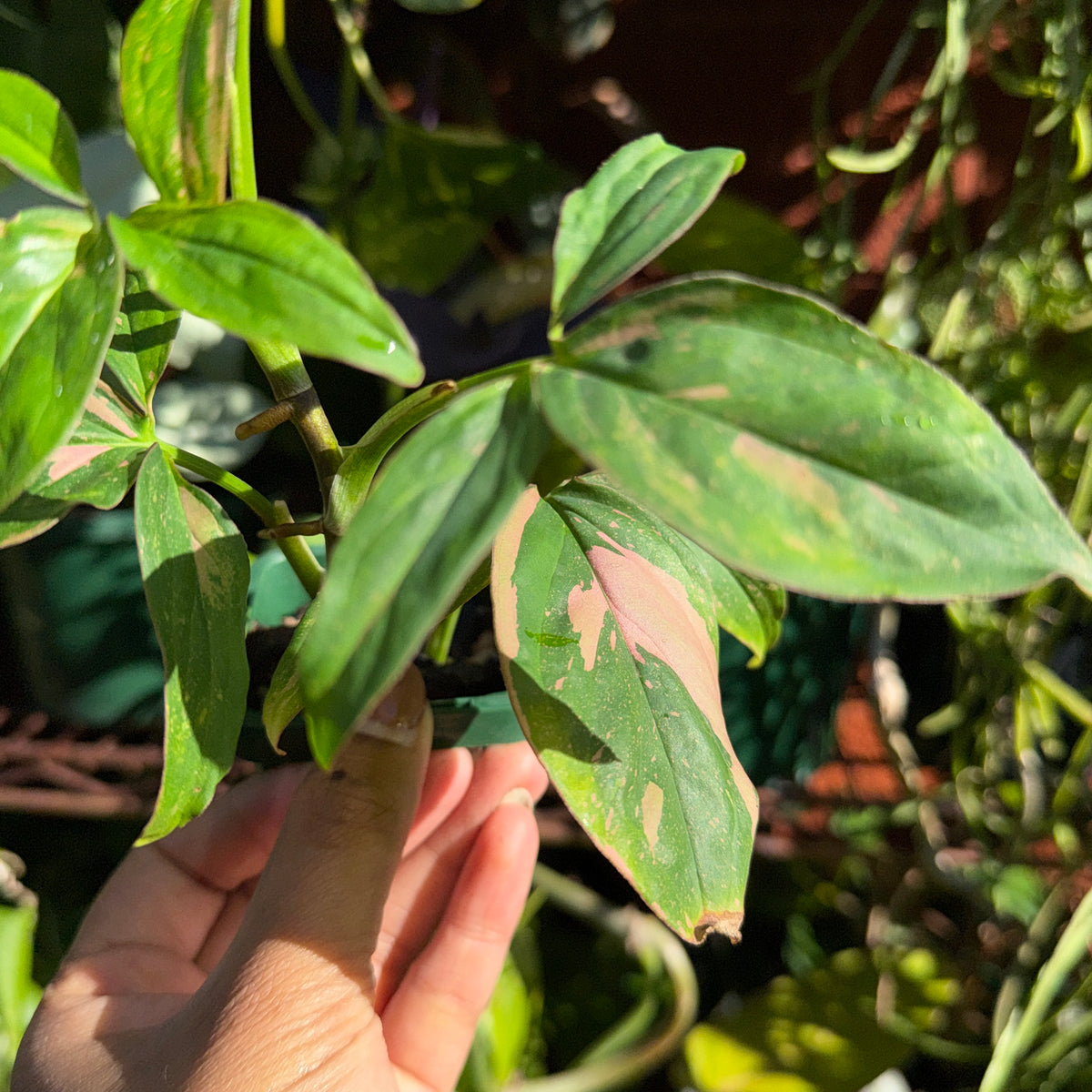 Pink variegated Syngonium plant for sale Sydney