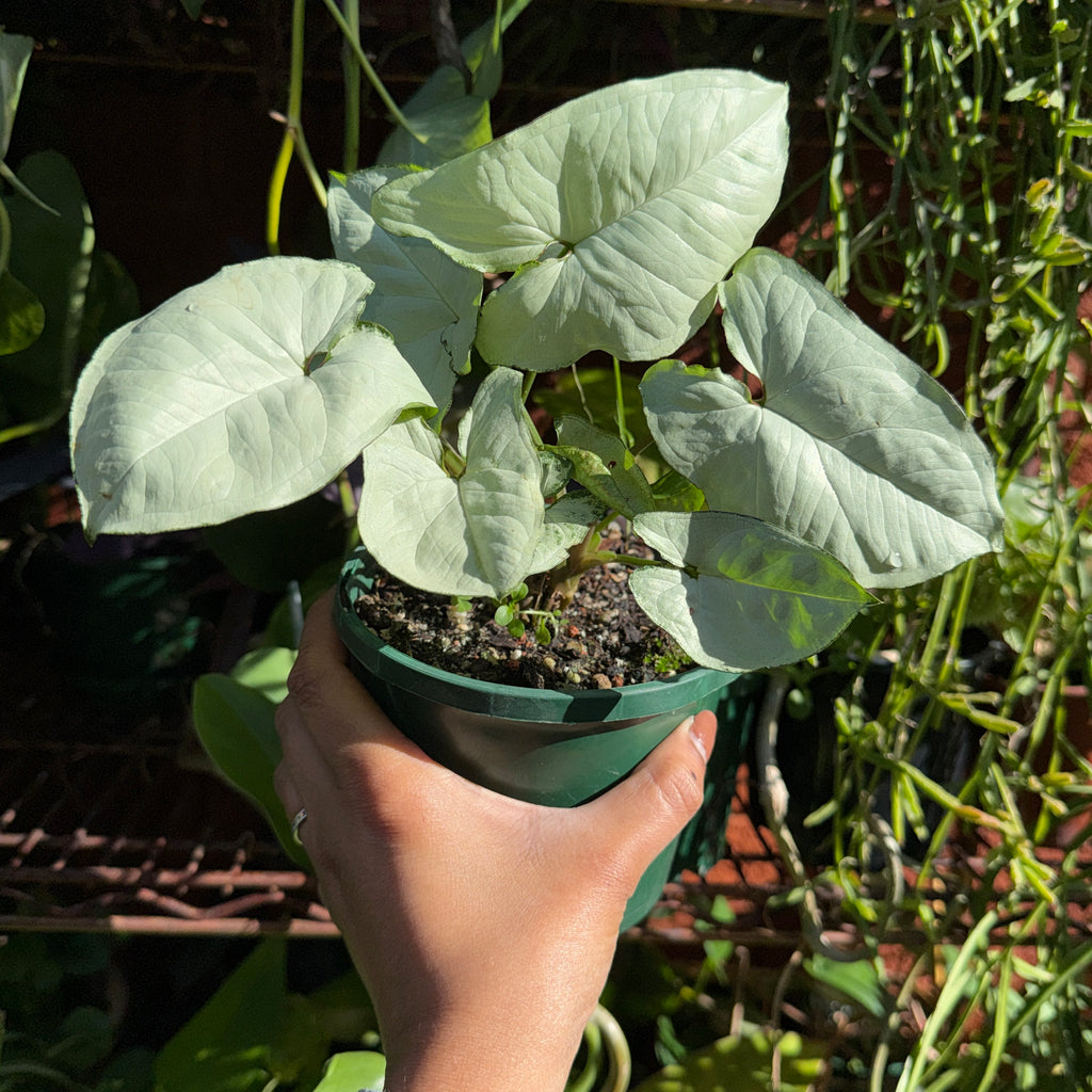 Syngonium ‘White Butterfly’