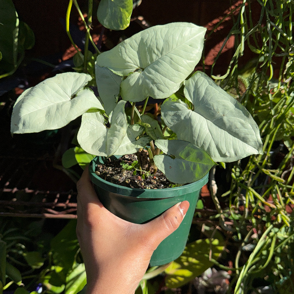 Syngonium White Butterfly variegated indoor plant Sydney