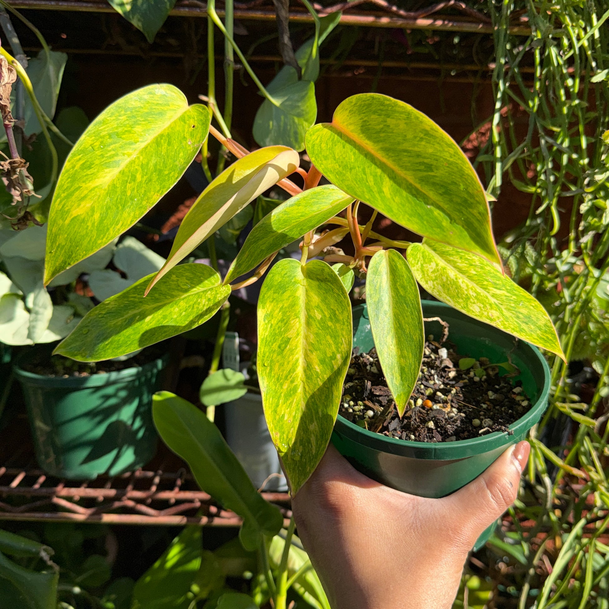 Philodendron Painted Lady variegated indoor plant Sydney