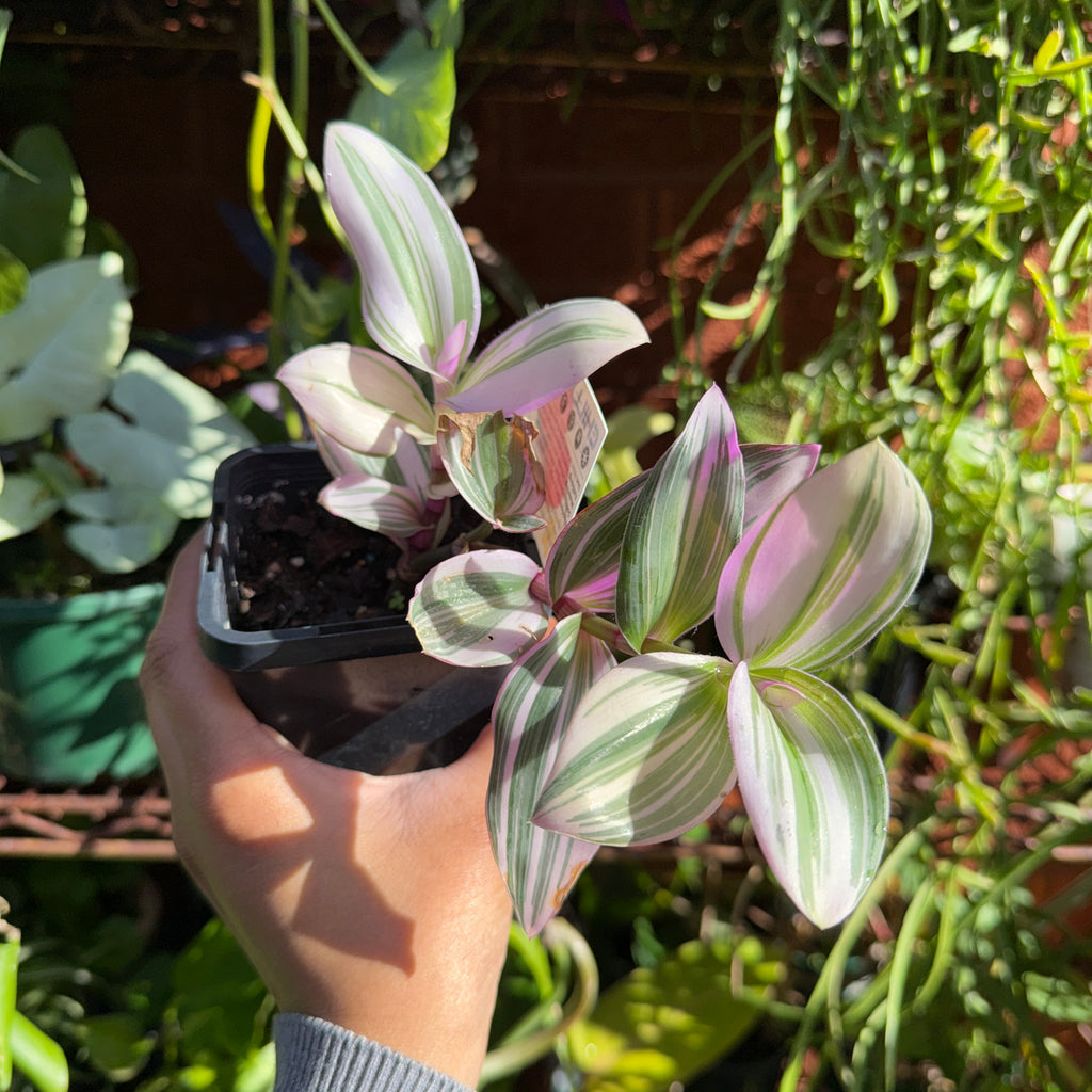 Hand holding a small potted plant with striped leaves among other plants.