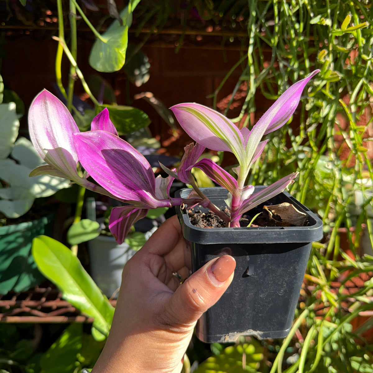 Hand holding a small potted plant with purple leaves amidst other plants.