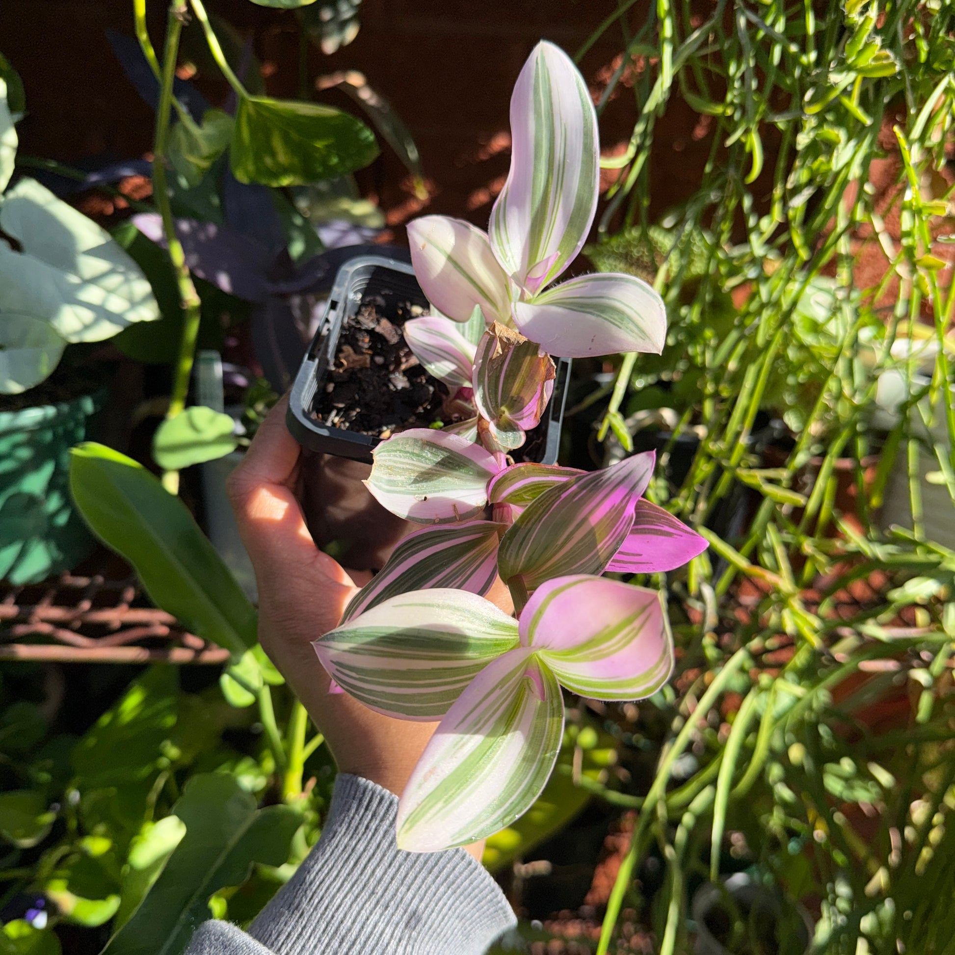 Tradescantia Nanouk pink lilac trailing plant indoor Sydney