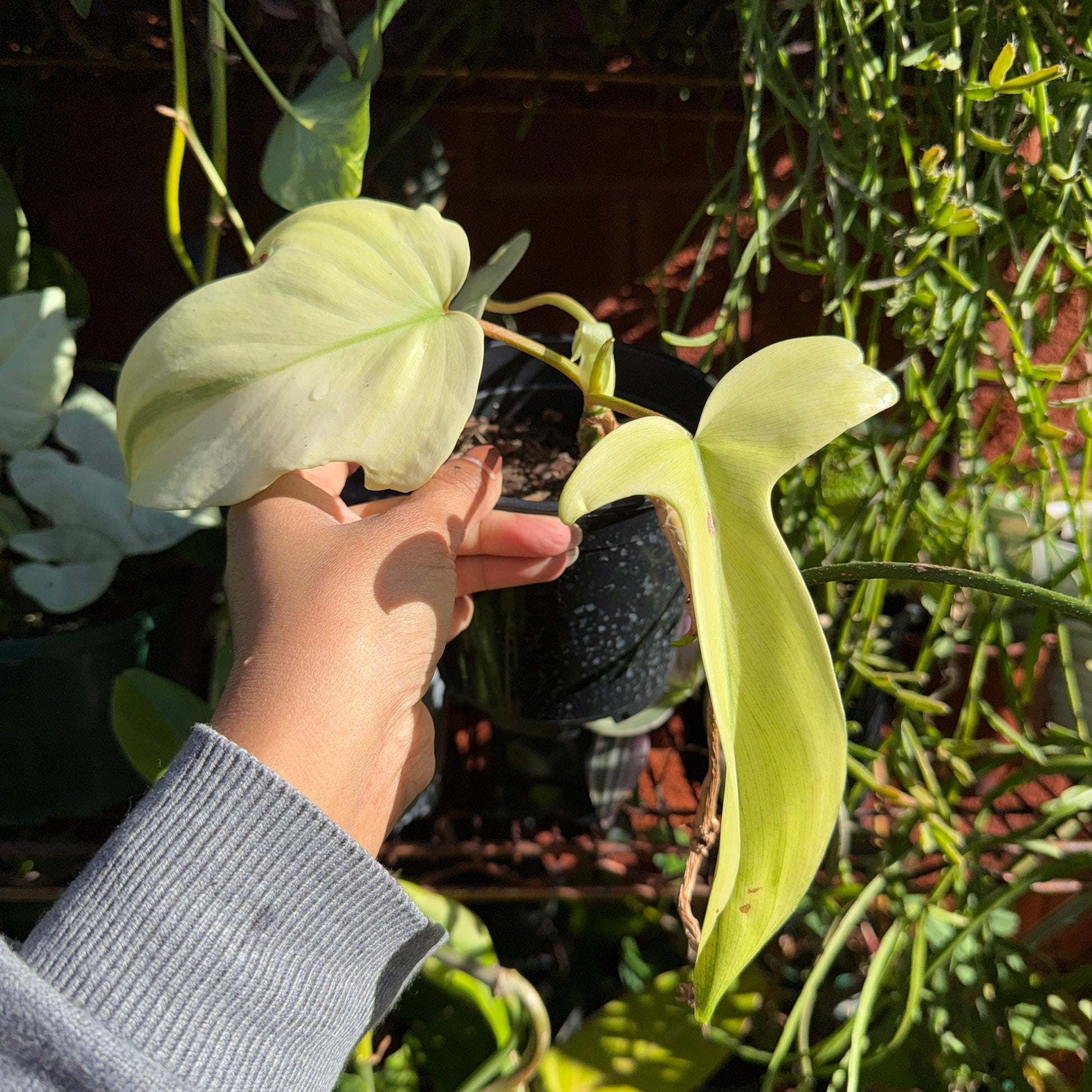 Philodendron Florida Ghost pale white new leaves indoor plant Sydney
