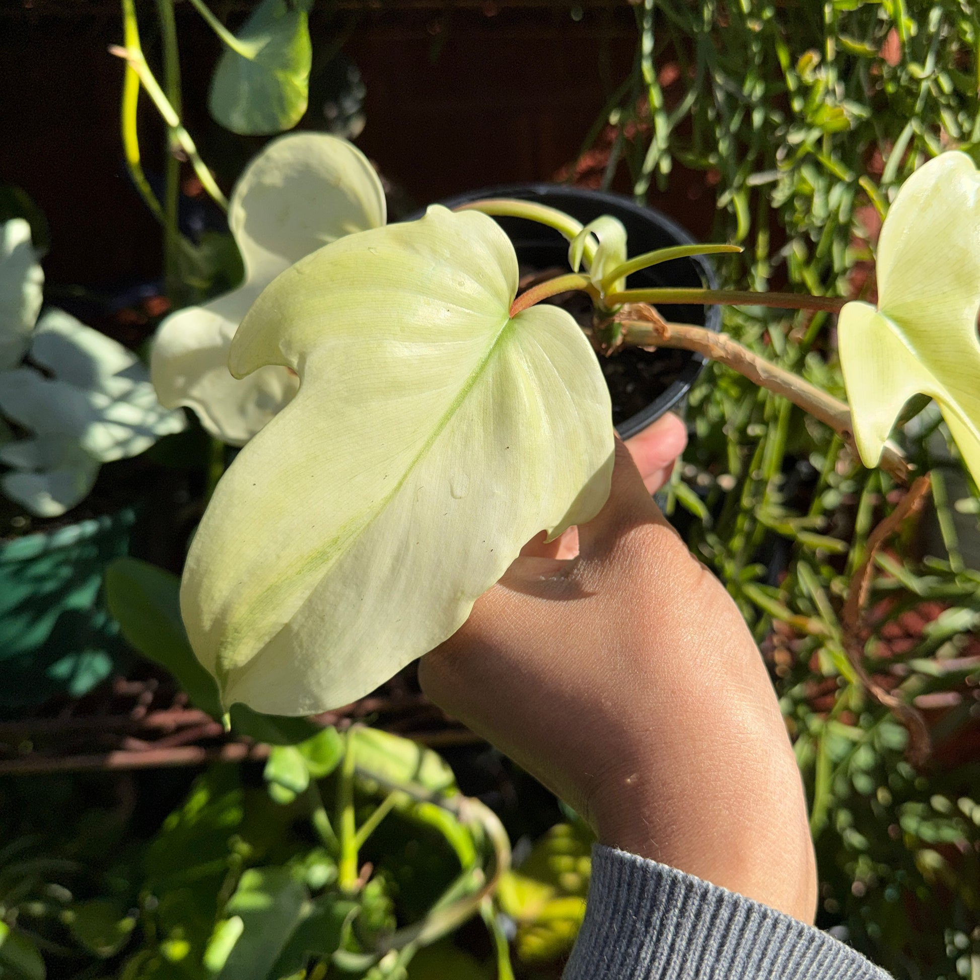 Philodendron pedatum ‘Florida Ghost’