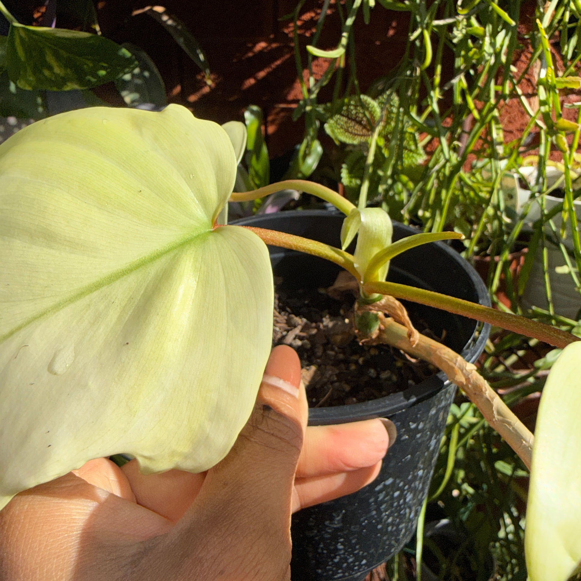 Philodendron pedatum ‘Florida Ghost’