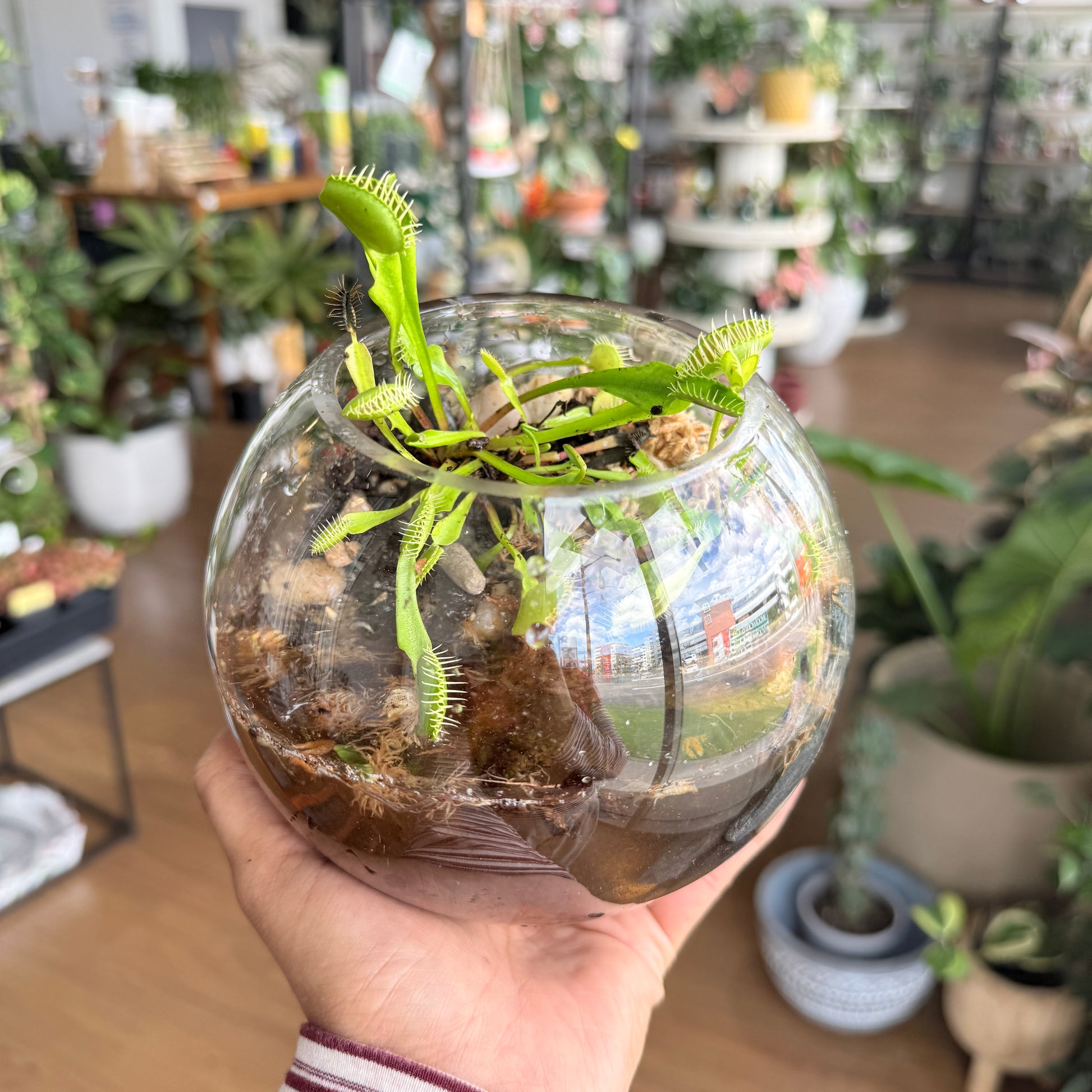 ‘Venus Flytrap’ Terrarium Workshop for Kids