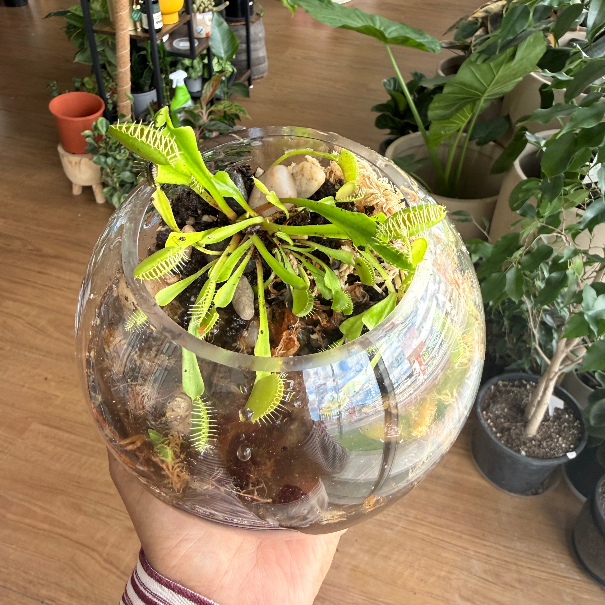 ‘Venus Flytrap’ Terrarium Workshop for Kids