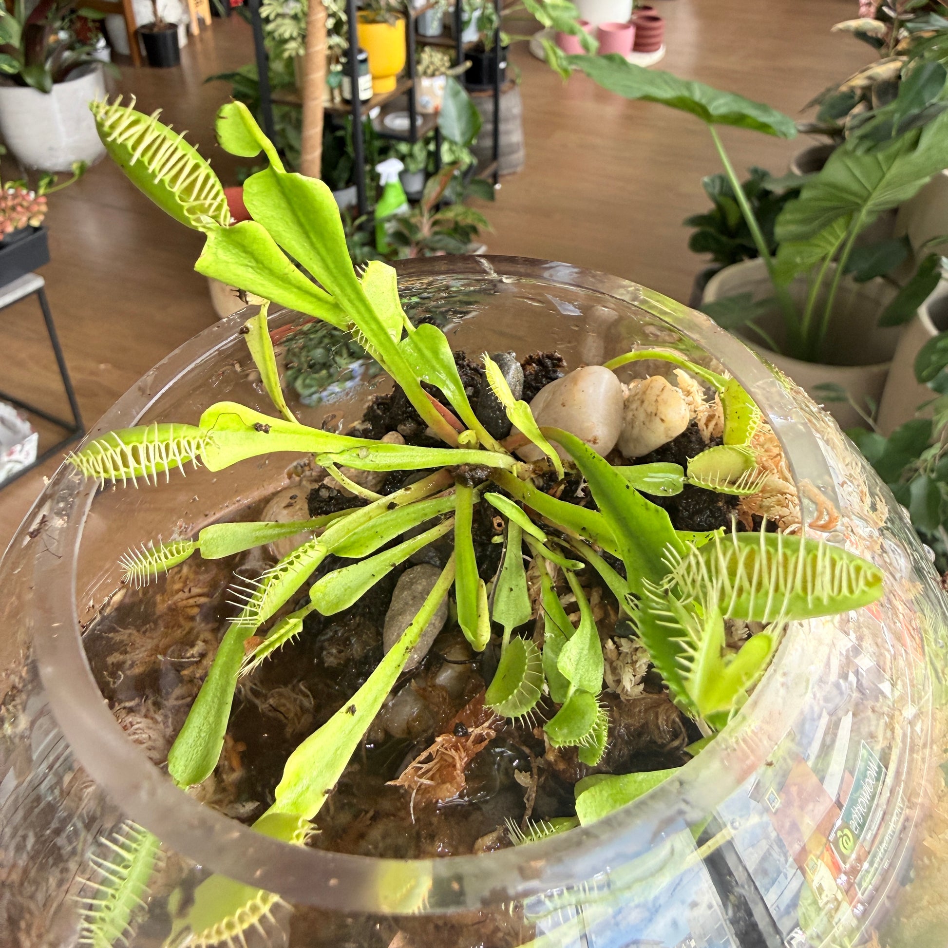 ‘Venus Flytrap’ Terrarium Workshop for Kids