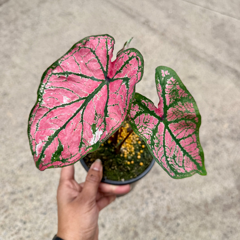 Caladium 'Pink'