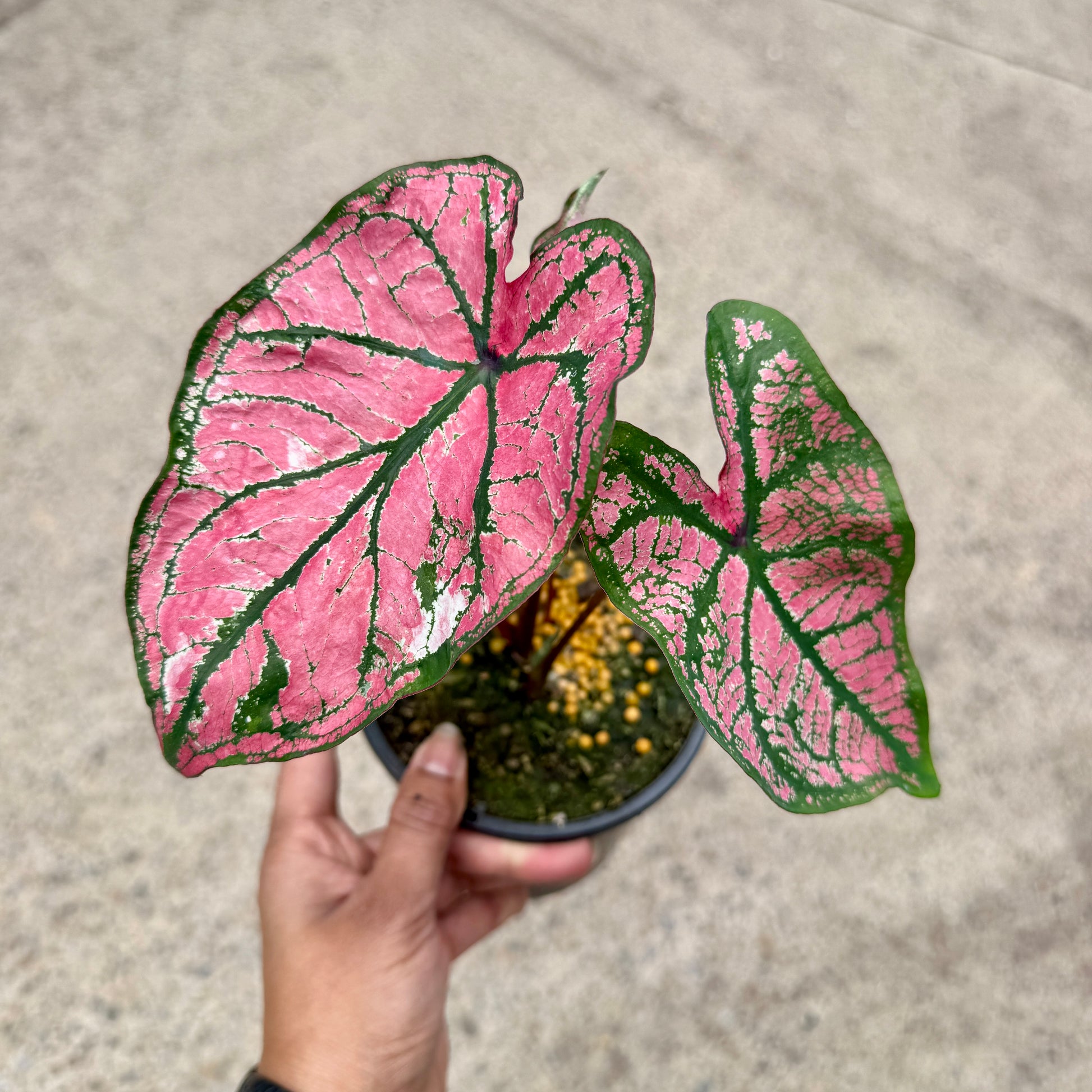 Caladium 'Pink'