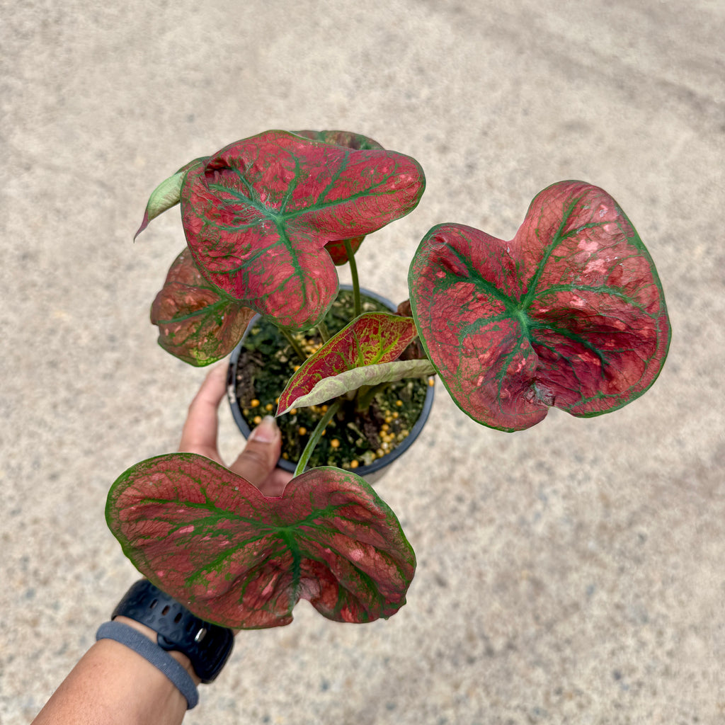 Caladium 'Red'