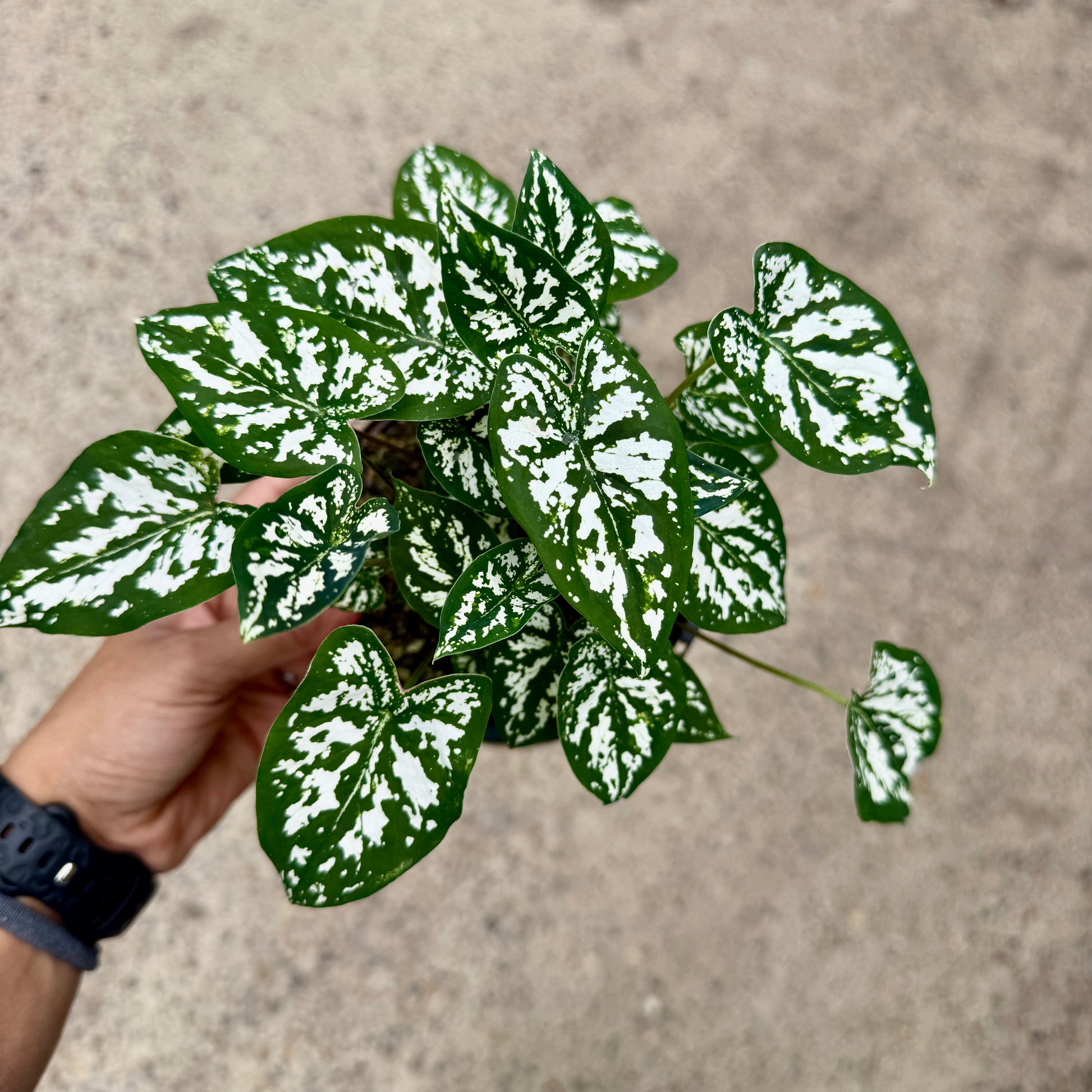 Close-up of Caladium foliage showing detailed veining and colour patterns