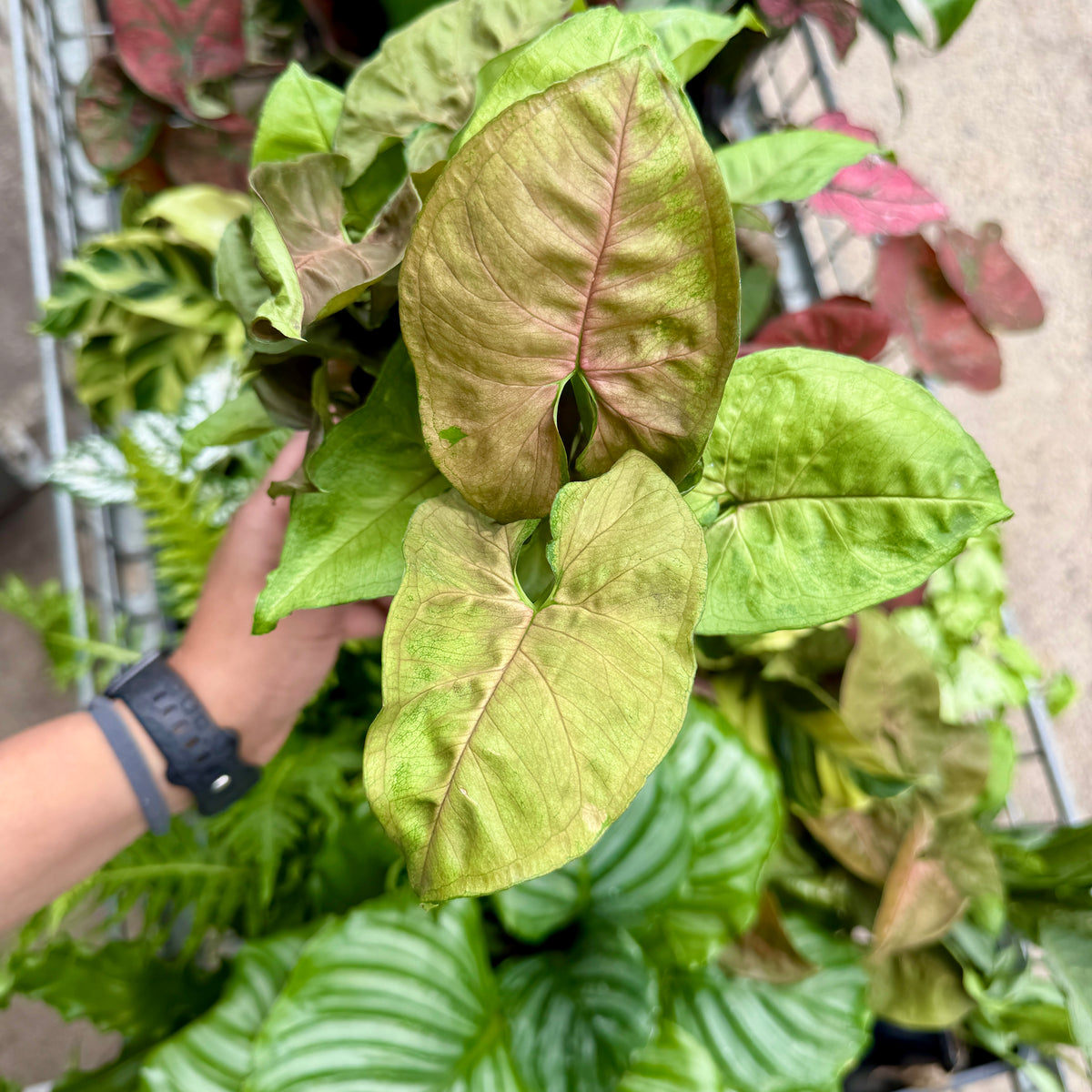 Arrowhead ivy Syngonium Berry with pink tones on a shelf