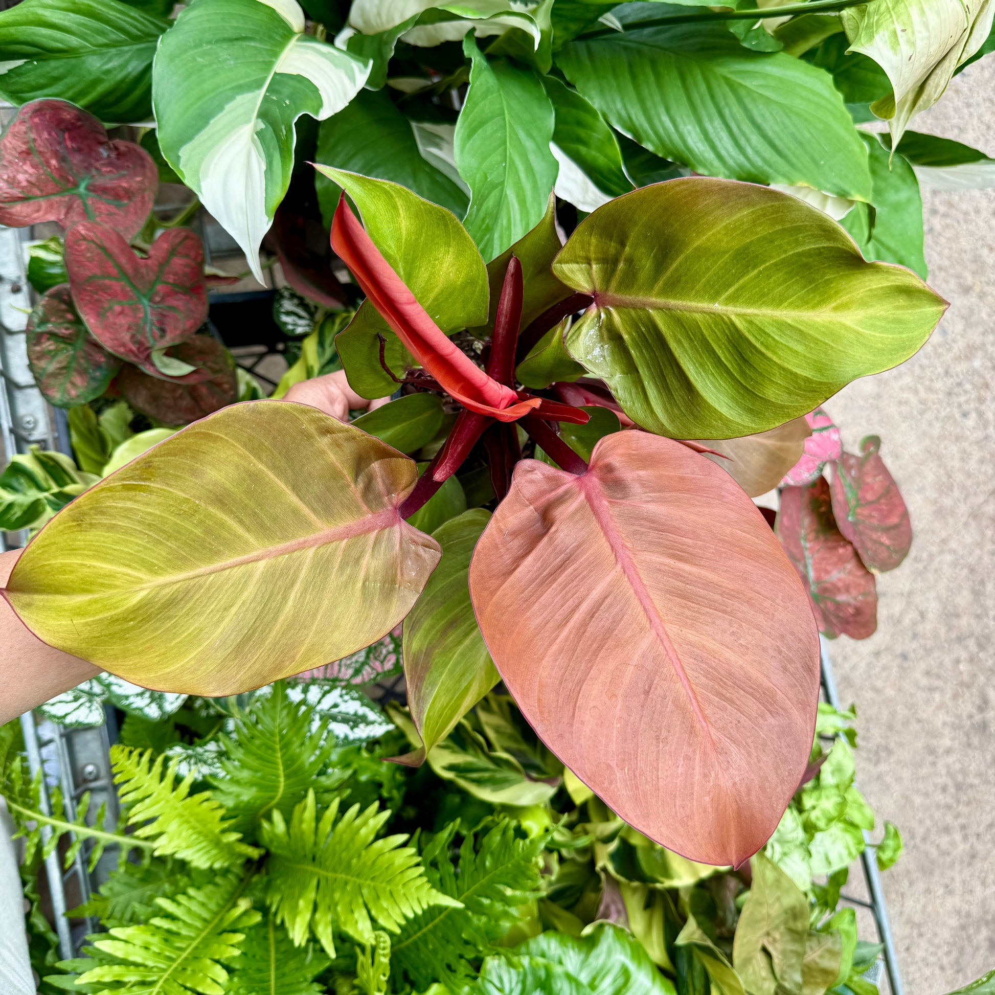 philodendron blood Philodendron Bloody Luna for Sale | Rare Burgundy Indoor Plant