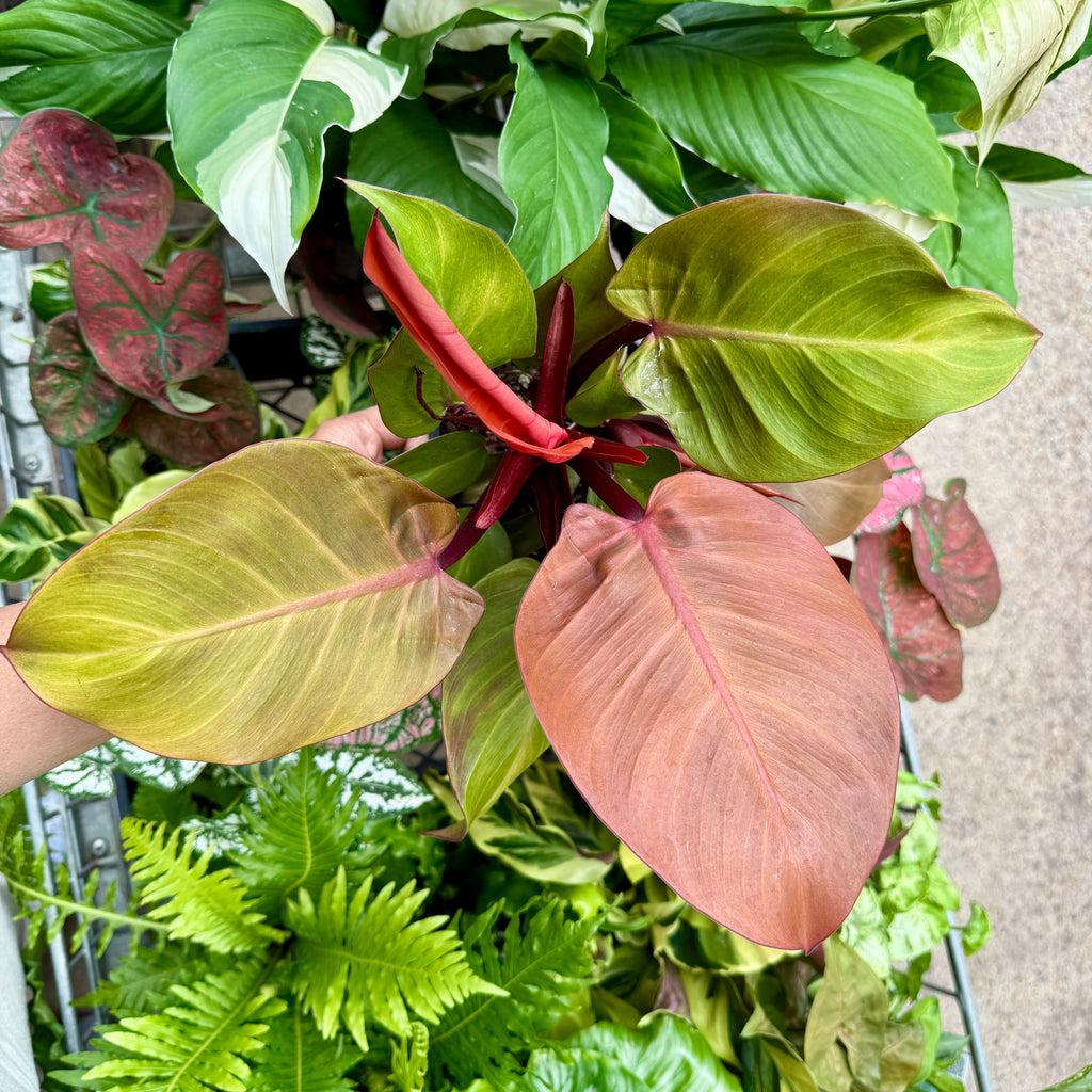 Philodendron ‘Bloody Luna’