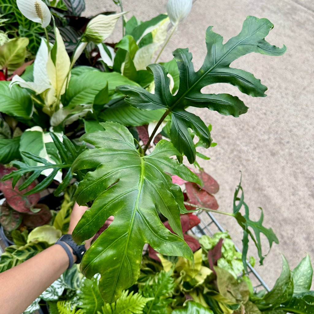Alocasia brancifolia 'Pink Passion'