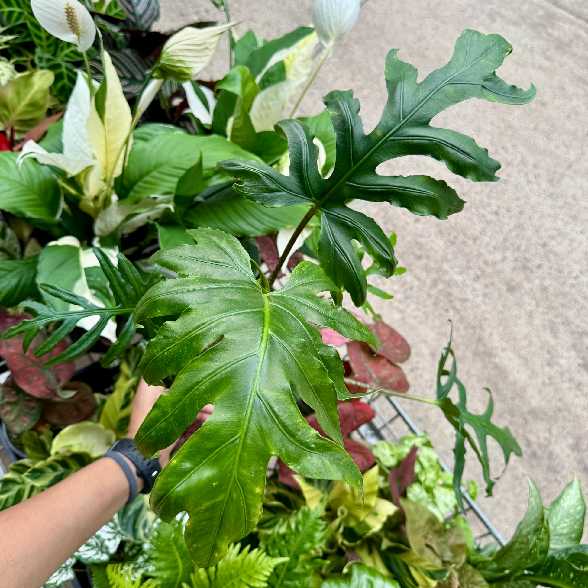 Alocasia brancifolia 'Pink Passion'