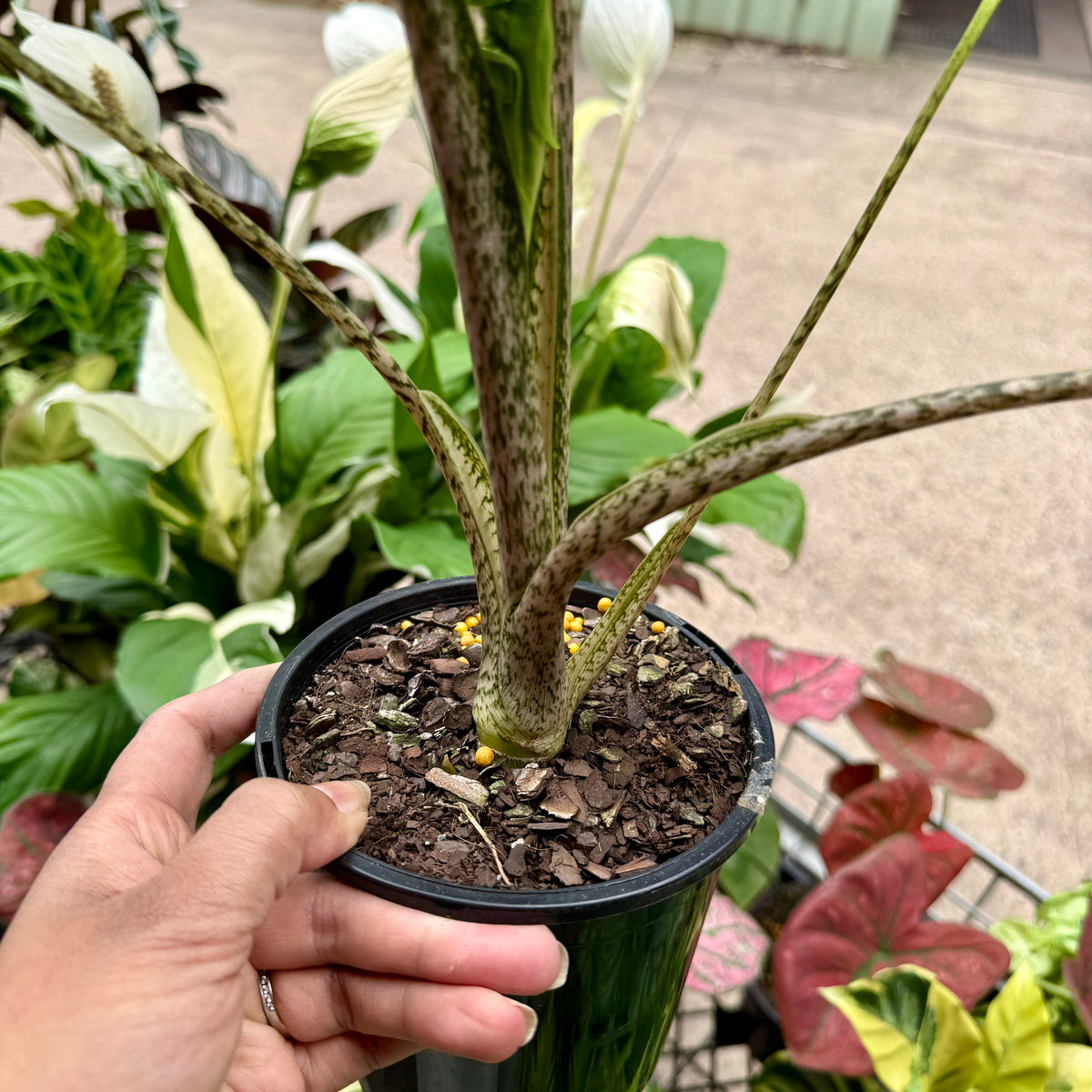 Alocasia brancifolia 'Pink Passion'