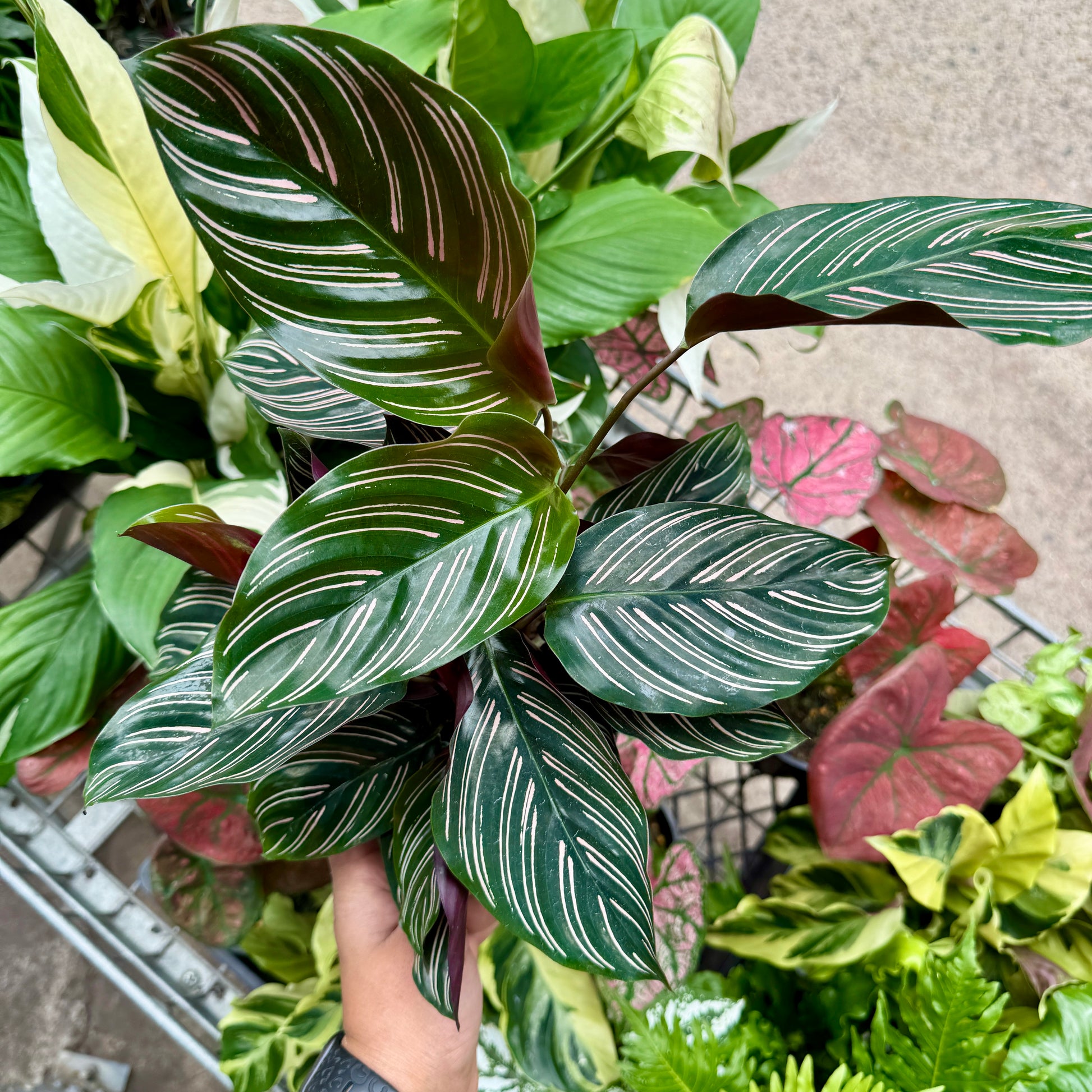 Pet-friendly Calathea Sanderiana houseplant in a decorative pot