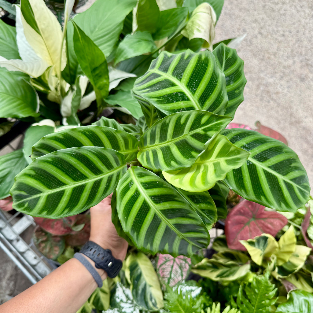 Calathea Zebrina