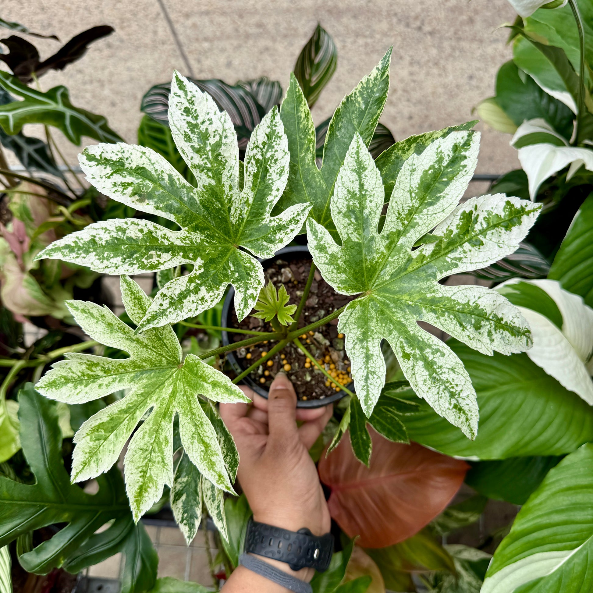 Tropical variegated Fatsia Japonica plant in a decorative pot for indoor styling