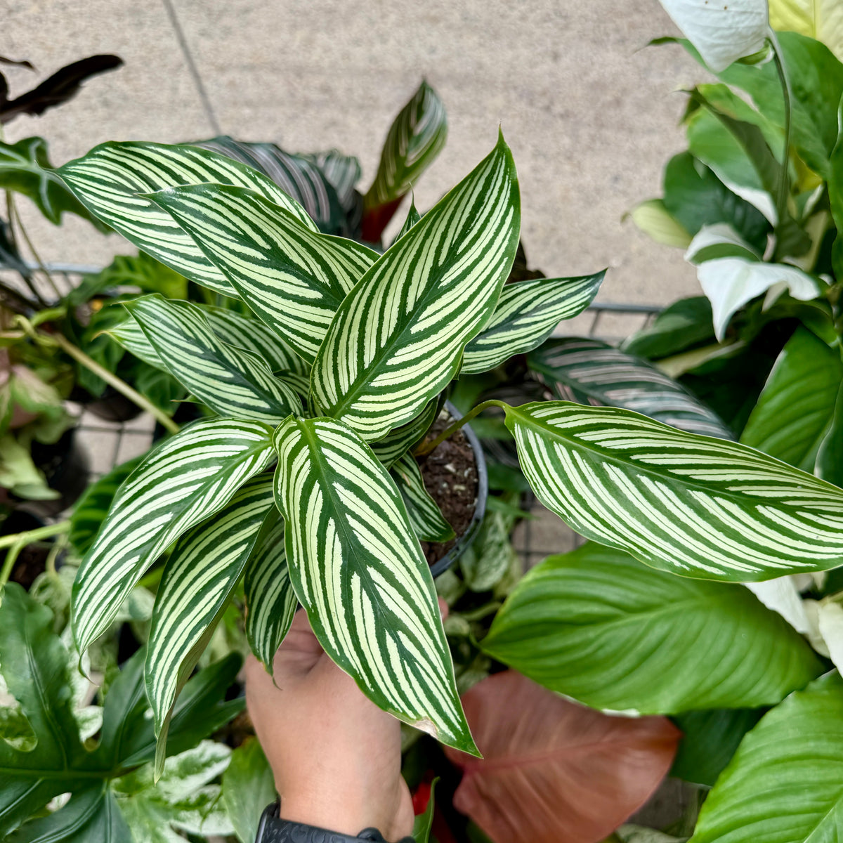 Easy-care Calathea Vittata ideal for beginners and indirect-light spaces